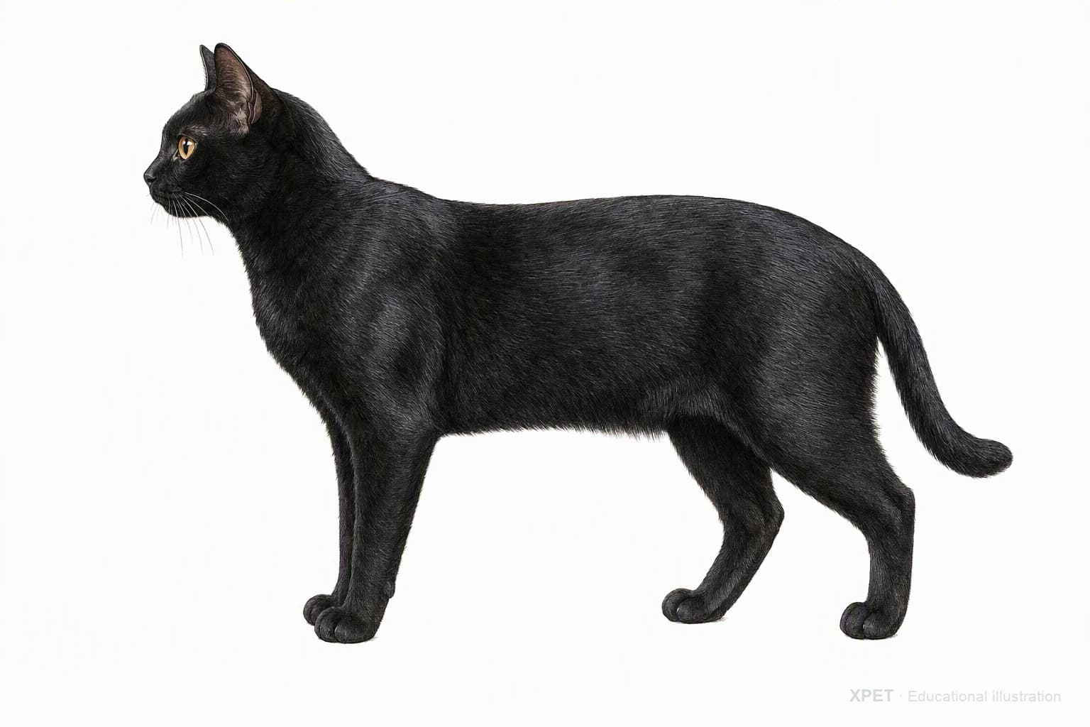 Original XPET engraving and watercolor illustration of Bombay: an adult in left-facing profile.