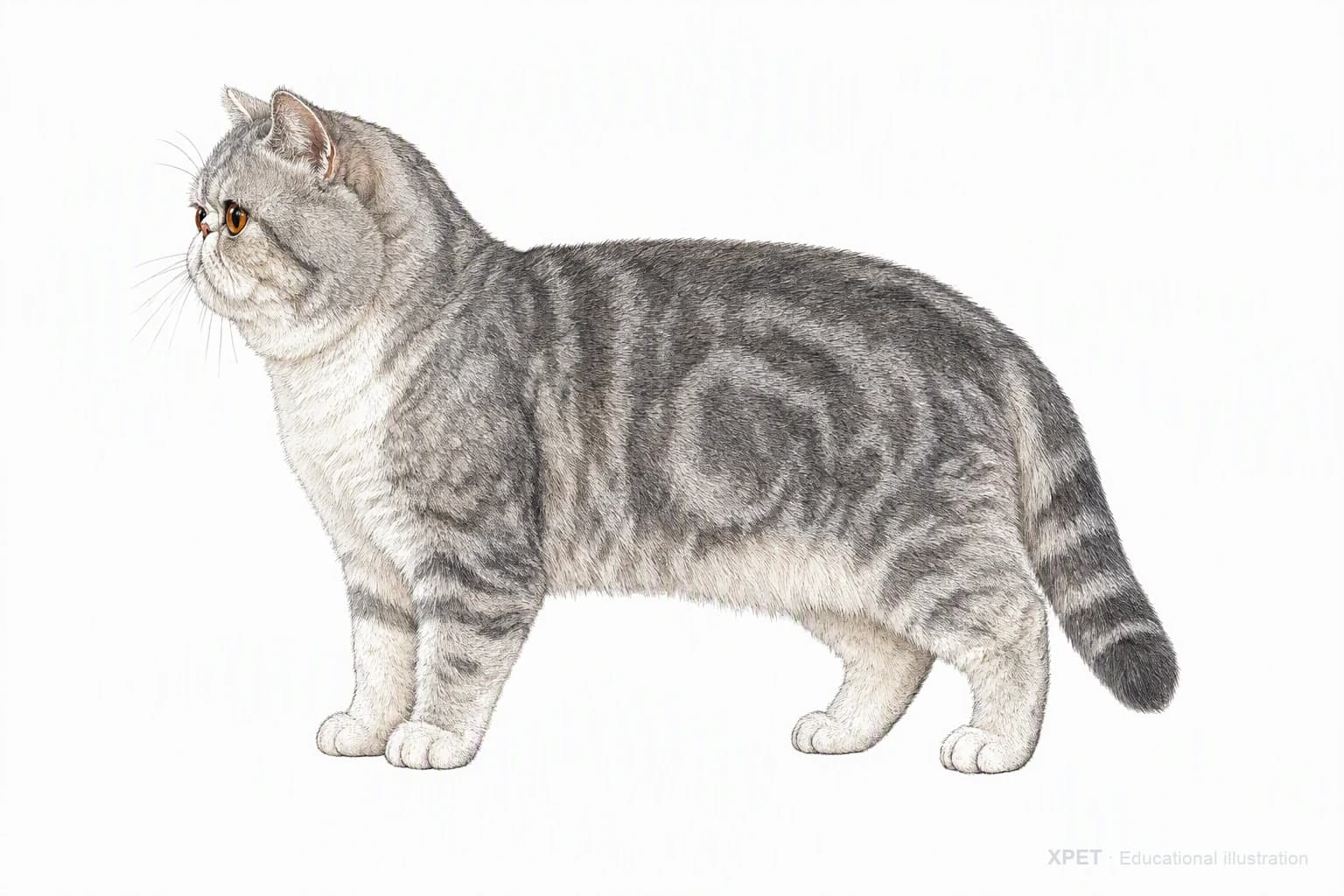 Original XPET engraving and watercolor illustration of Exotic Shorthair: an adult in left-facing profile.