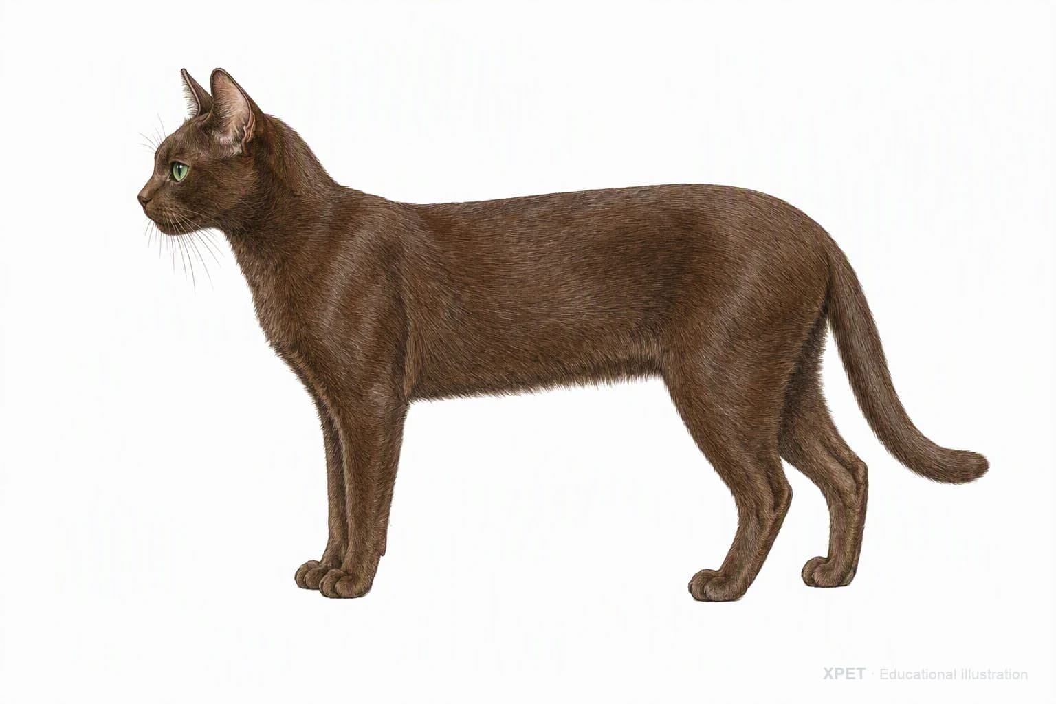 Original XPET engraving and watercolor illustration of Havana Brown: an adult in left-facing profile.