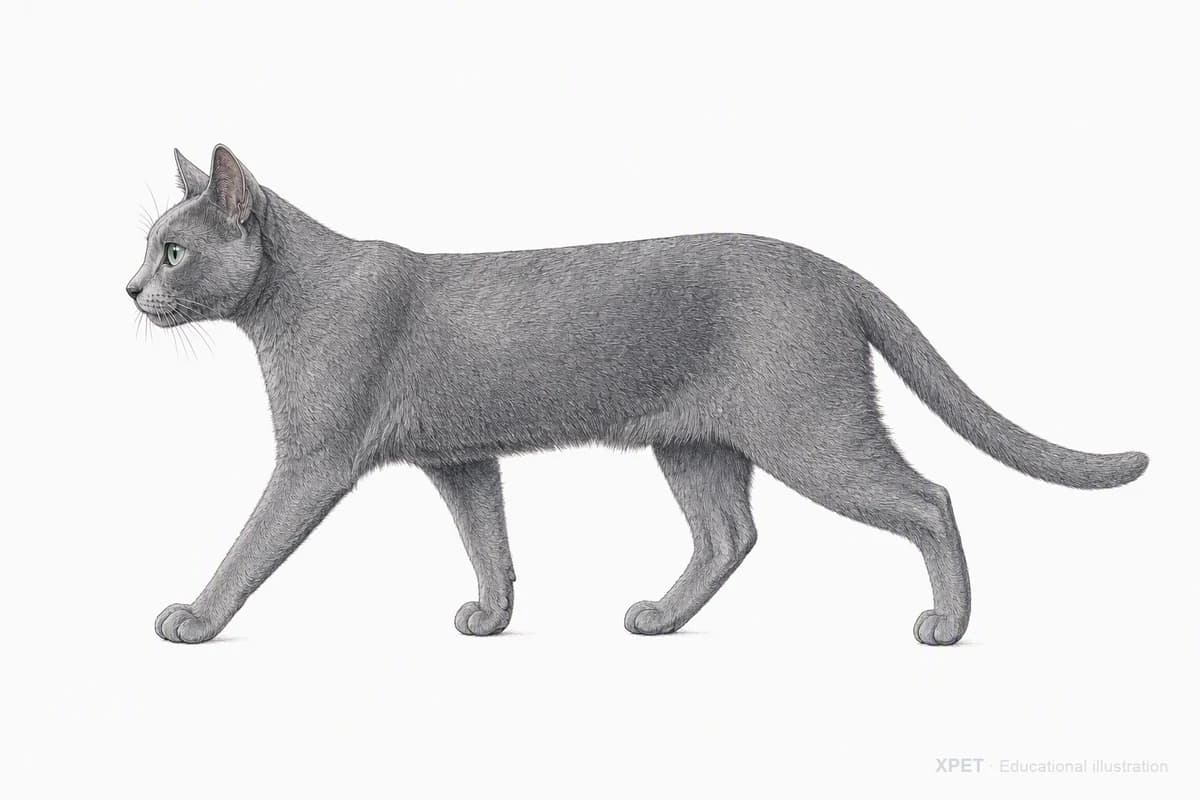 Original XPET engraving and watercolor illustration of Korat: a natural movement study.