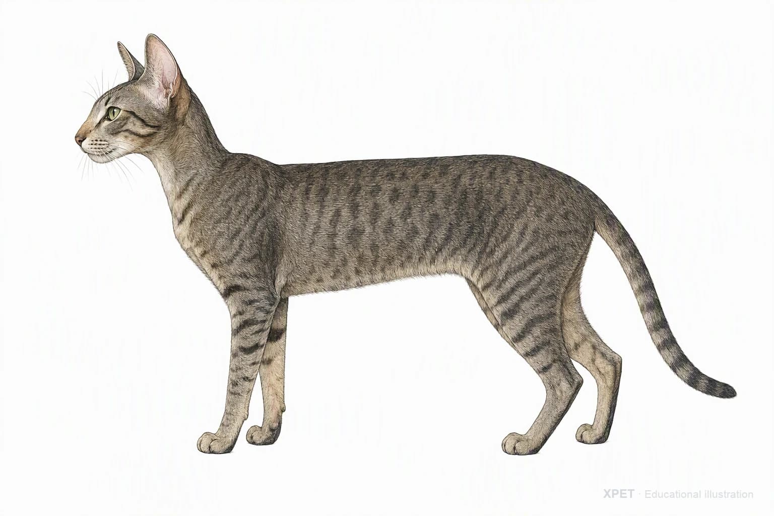Original XPET engraving and watercolor illustration of Oriental Shorthair: an adult in left-facing profile.