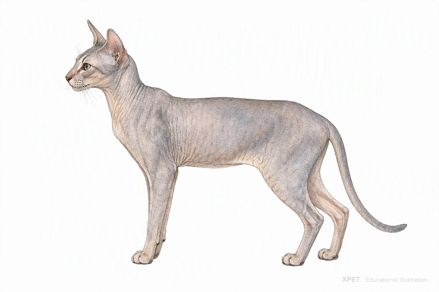 Original XPET engraving and watercolor illustration of Peterbald: an adult in left-facing profile.