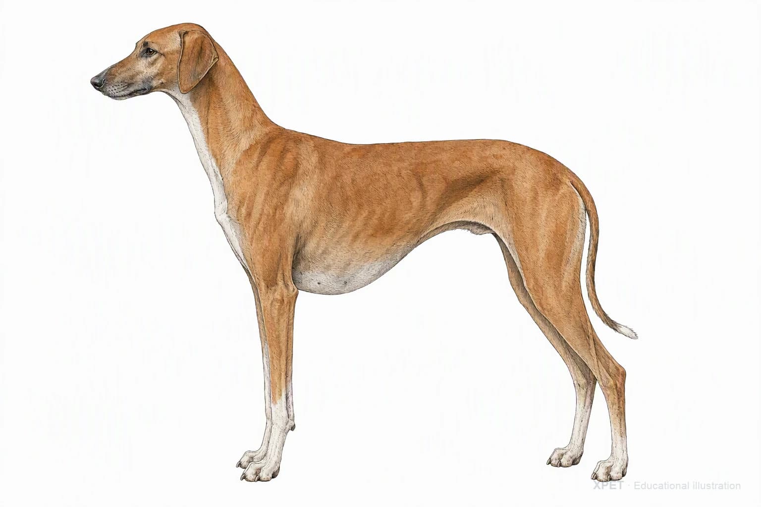 Original XPET engraving and watercolor illustration of Azawakh: an adult in left-facing profile.