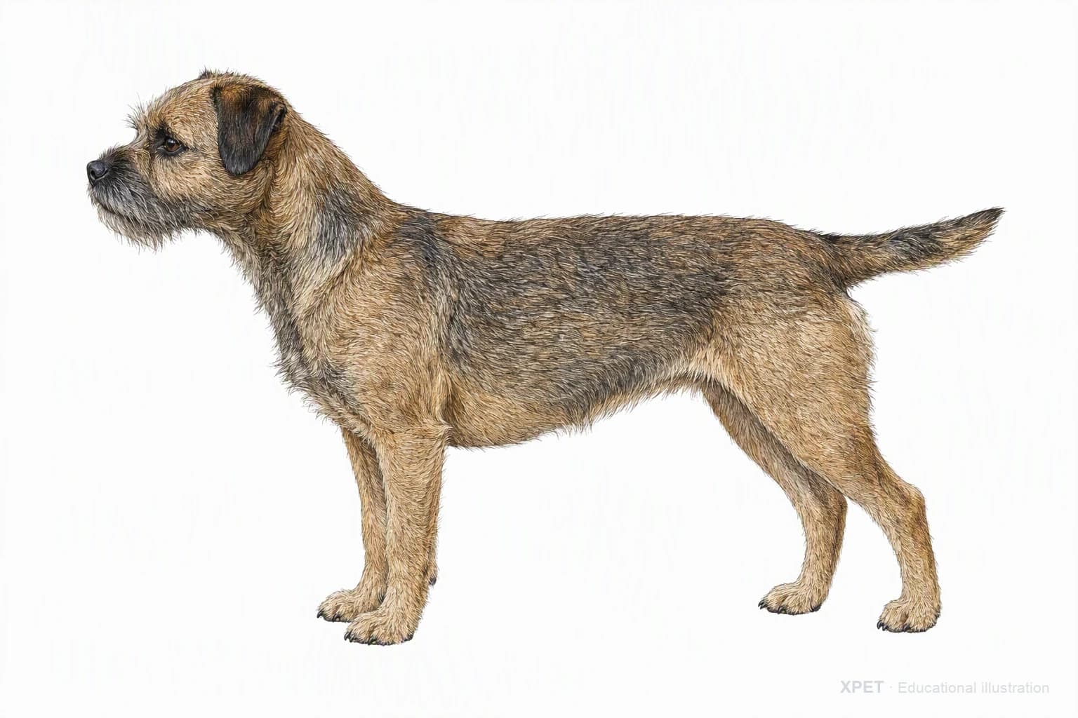 Original XPET engraving and watercolor illustration of Border Terrier: an adult in left-facing profile.