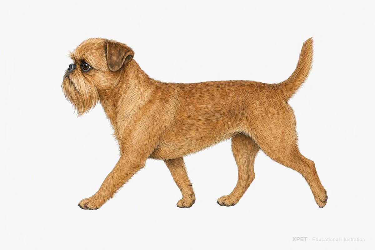 Original XPET engraving and watercolor illustration of Brussels Griffon: a natural movement study.
