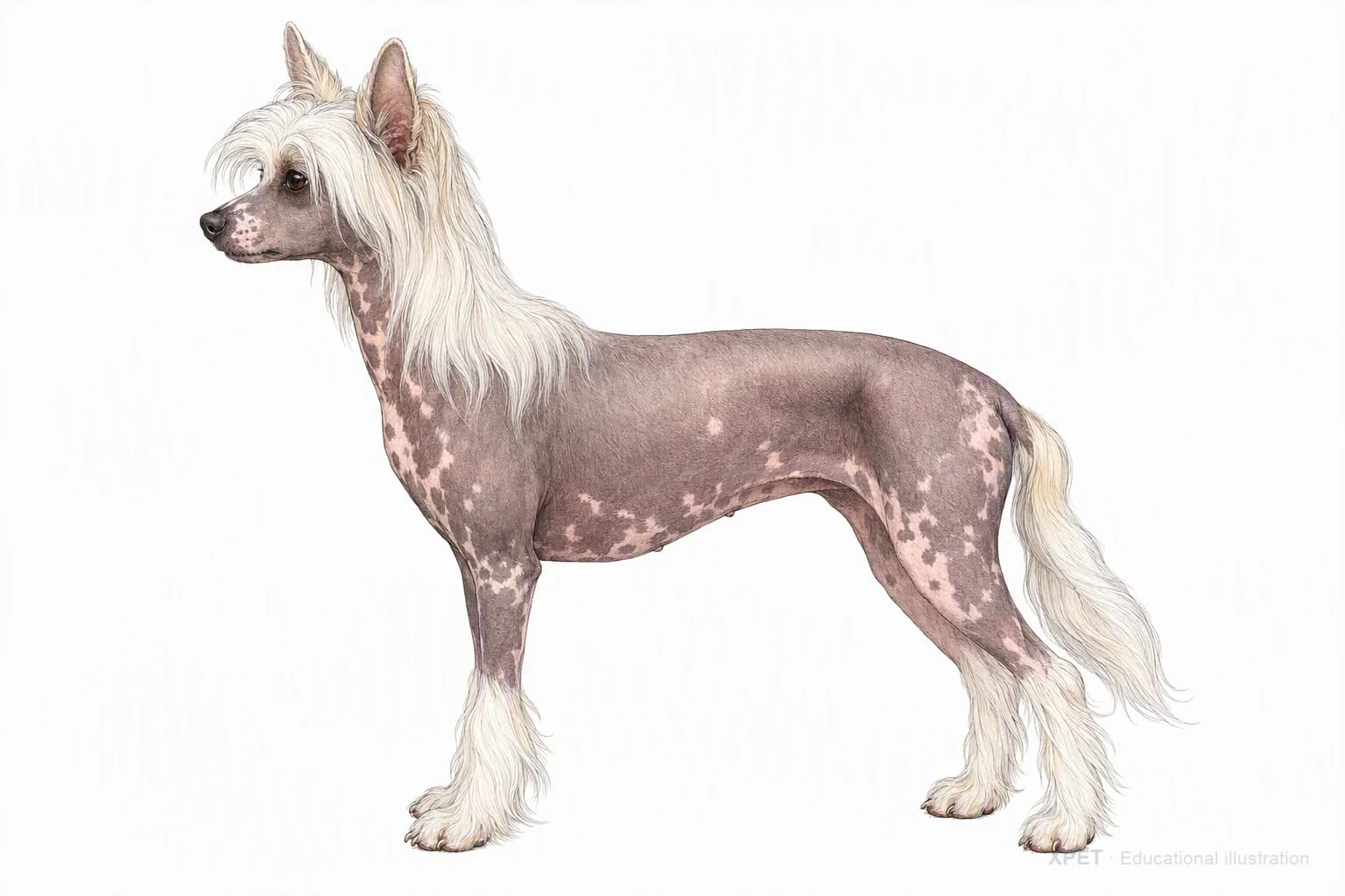 Original XPET engraving and watercolor illustration of Chinese Crested: an adult in left-facing profile.