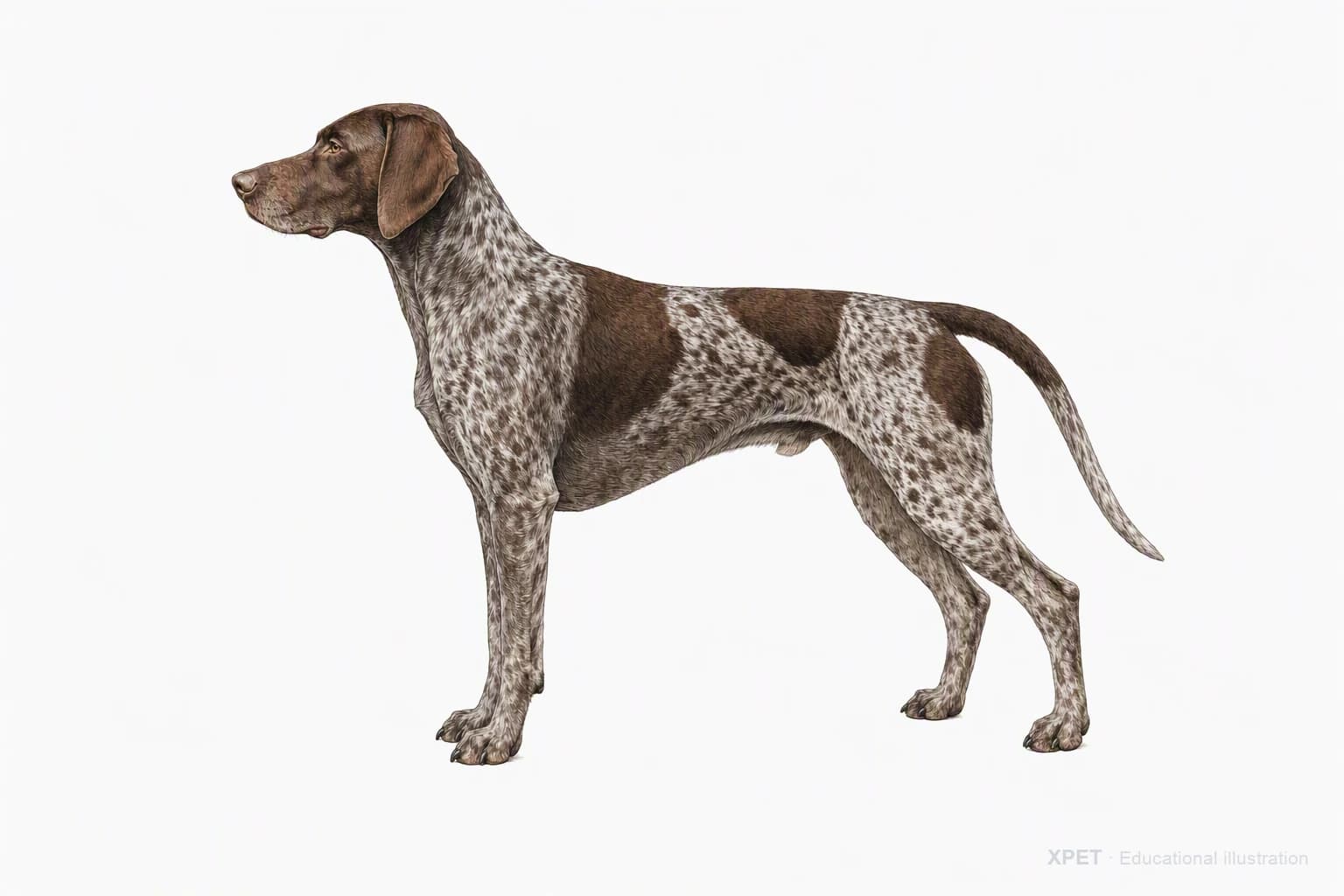 Original XPET engraving and watercolor illustration of German Shorthaired Pointer: an adult in left-facing profile.