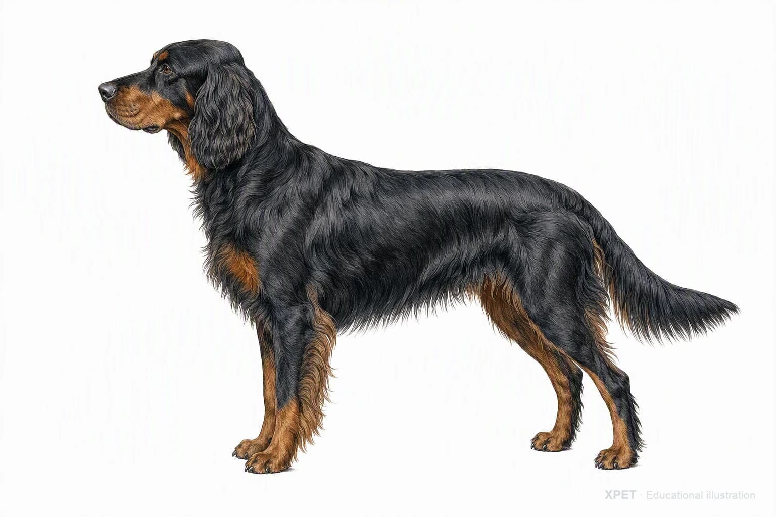 Original XPET engraving and watercolor illustration of Gordon Setter: an adult in left-facing profile.