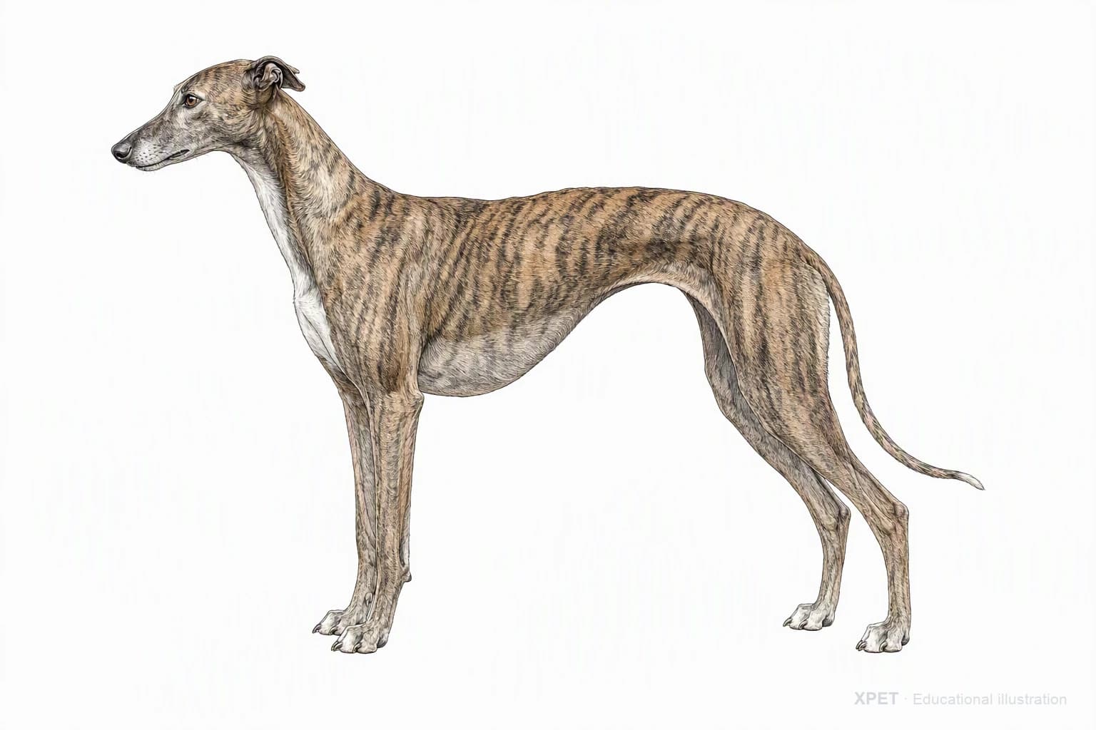 Original XPET engraving and watercolor illustration of Greyhound: an adult in left-facing profile.