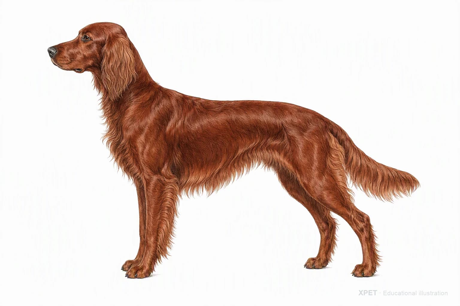 Original XPET engraving and watercolor illustration of Irish Setter: an adult in left-facing profile.