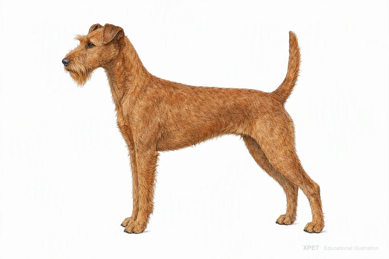 Original XPET engraving and watercolor illustration of Irish Terrier: an adult in left-facing profile.