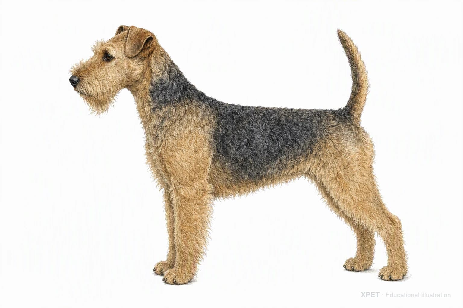 Original XPET engraving and watercolor illustration of Lakeland Terrier: an adult in left-facing profile.