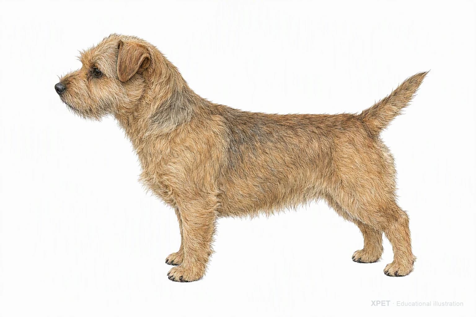 Original XPET engraving and watercolor illustration of Norfolk Terrier: an adult in left-facing profile.