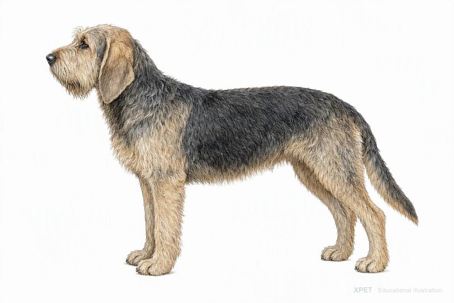 Original XPET engraving and watercolor illustration of Otterhound: an adult in left-facing profile.