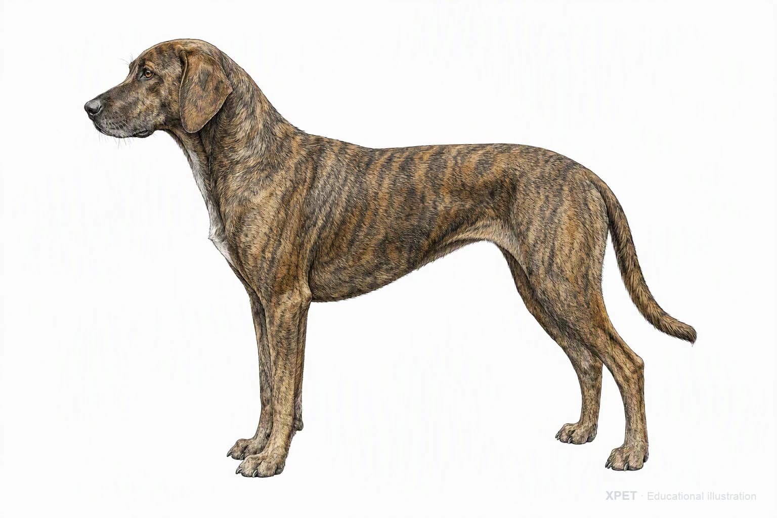 Original XPET engraving and watercolor illustration of Plott: an adult in left-facing profile.