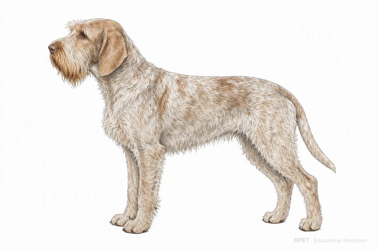 Original XPET engraving and watercolor illustration of Spinone Italiano: an adult in left-facing profile.
