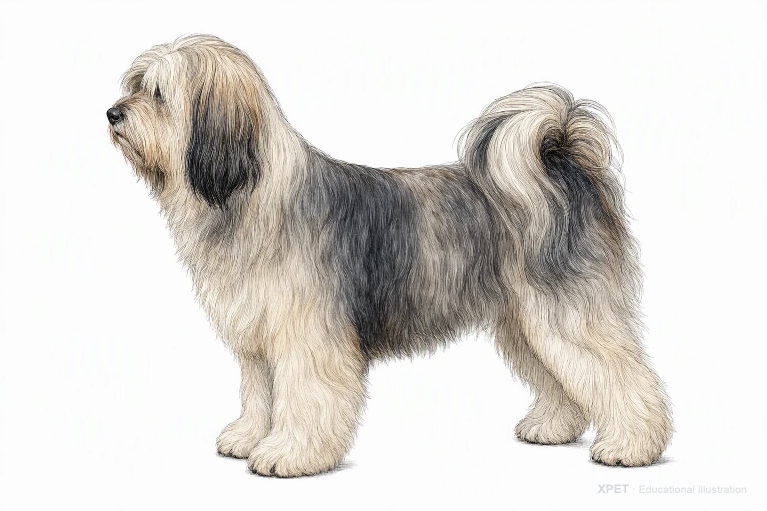 Original XPET engraving and watercolor illustration of Tibetan Terrier: an adult in left-facing profile.