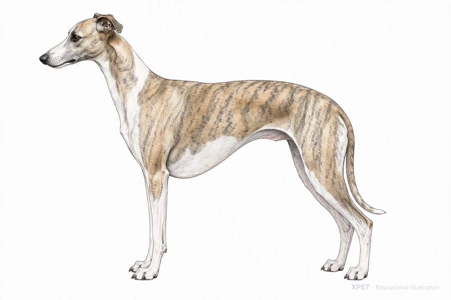Original XPET engraving and watercolor illustration of Whippet: an adult in left-facing profile.