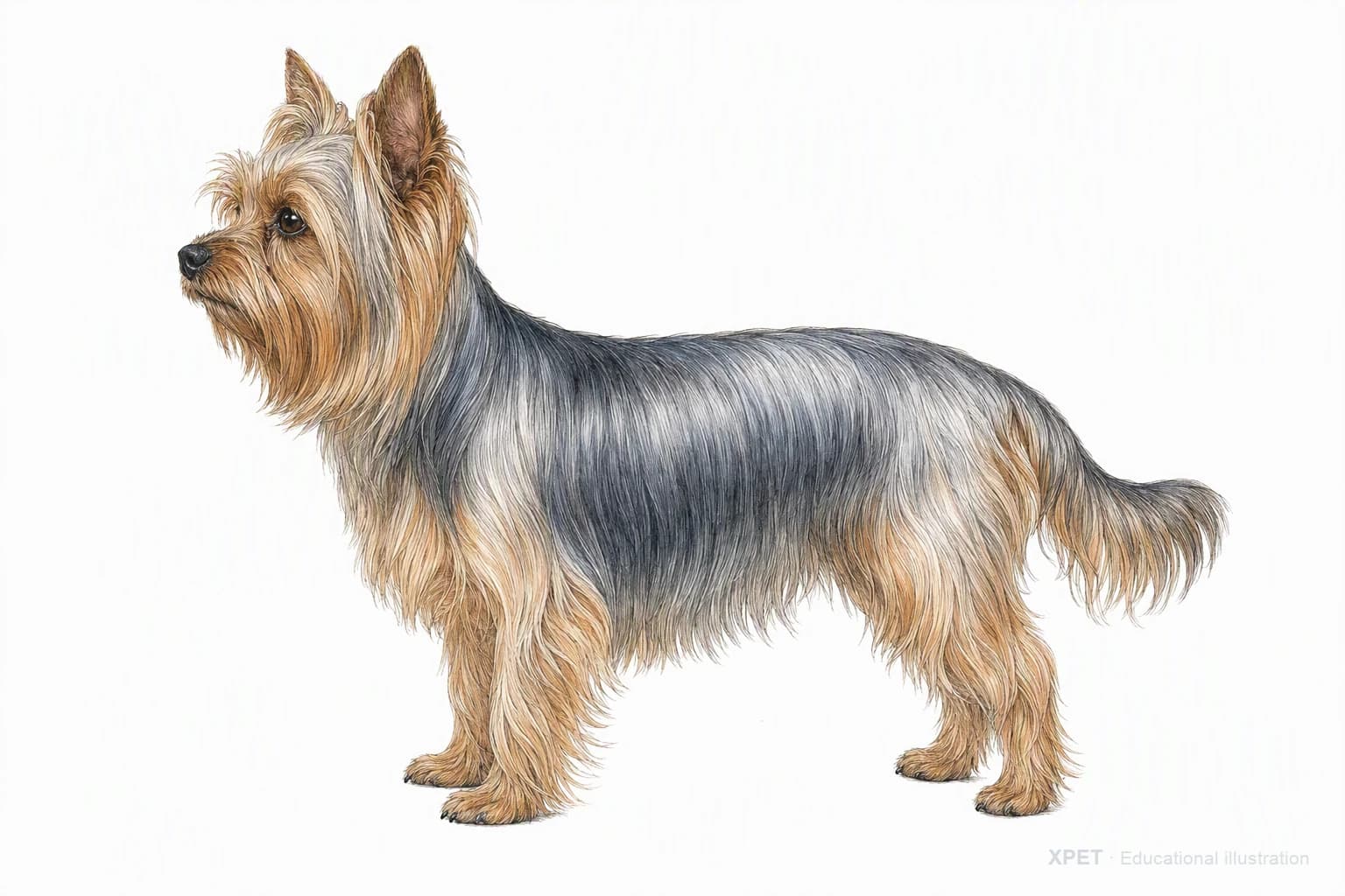 Original XPET engraving and watercolor illustration of Yorkshire Terrier: an adult in left-facing profile.